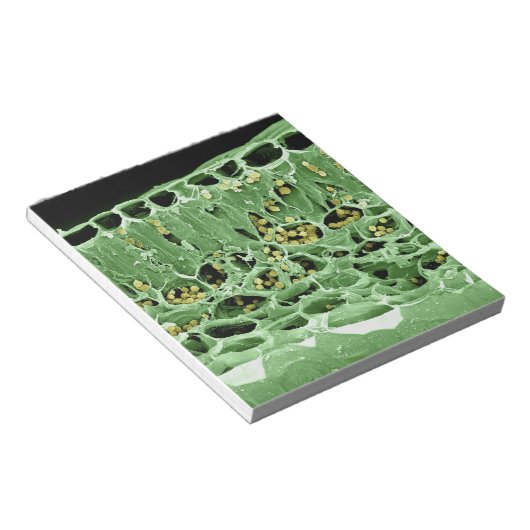 Bloc-note Section transversale de la feuille (Incliné)