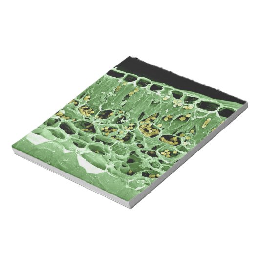 Bloc-note Section transversale de la feuille (Tourné)