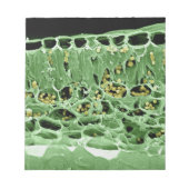 Bloc-note Section transversale de la feuille (Devant)