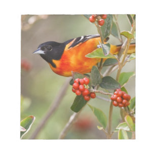 Bloc-note South Padre Island, Texas, États-Unis, Oriole de B