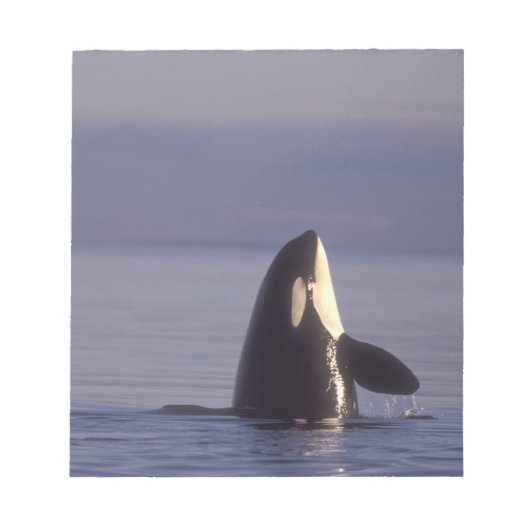 Bloc-note Spyhopping Orca Killer Whale (Orca orcinus) près d (Devant)