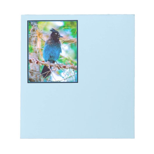 Bloc-note Steller's Jay - Photographie originale (Devant)