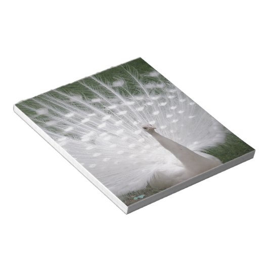 Bloc-note Superbe blanc Peacock ( Paon) plein plume (Incliné)