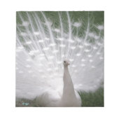 Bloc-note Superbe blanc Peacock ( Paon) plein plume (Devant)