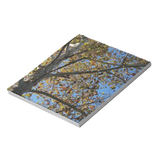 Bloc-note Sycamore en automne contre un ciel bleu (Tourné)