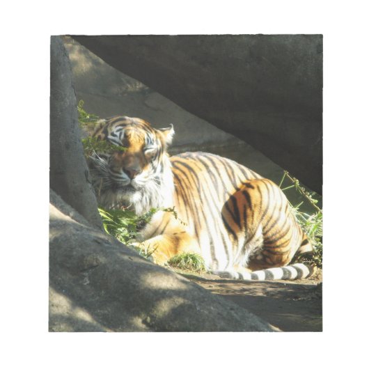 Bloc-note Tiger Catnap (Devant)