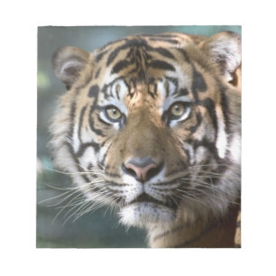 Bloc-note Tigre de Sumatra mâle (Panthera tigris sumatrae)