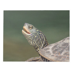 Bloc-note Tortue sur La Chute