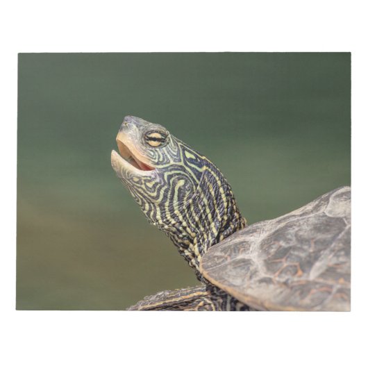 Bloc-note Tortue sur La Chute (Devant)