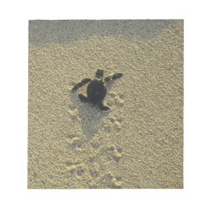 Bloc-note Tortue verte, (Chelonia mydas), nouveau-né