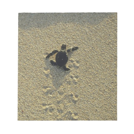 Bloc-note Tortue verte, (Chelonia mydas), nouveau-né (Devant)