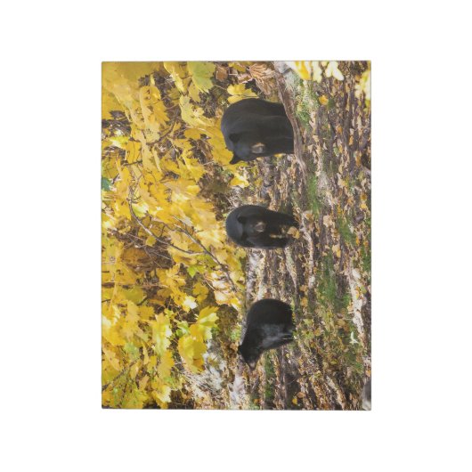 Bloc-note Trois ours (Tourné)