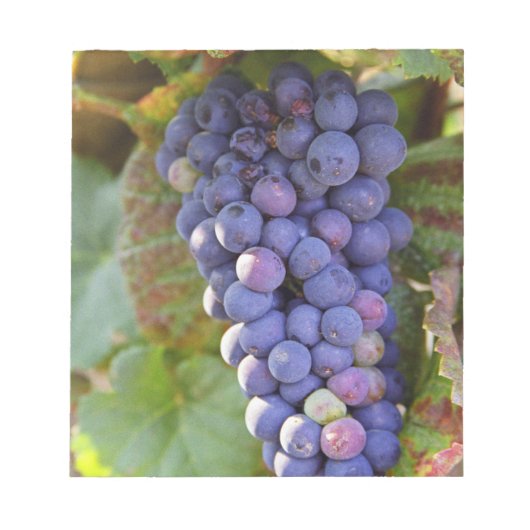 Bloc-note Une grappe de raisins Pinot Noir dans un Chamberti (Devant)