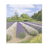 Bloc-note USA, WA, Sequim, Purple Haze Lavender Farm (Devant)