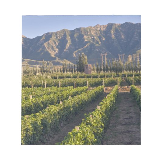 Bloc-note vignes de Cabernet Sauvignon à Huailai Rongchen (Devant)