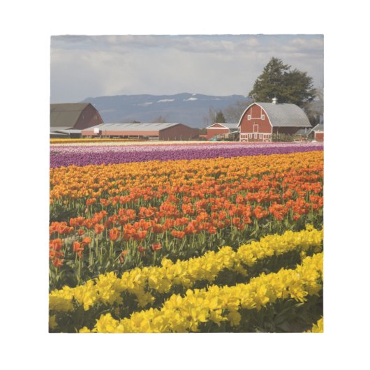 Bloc-note WA, Skagit Valley, Champs de tulipe en fleur, à (Devant)