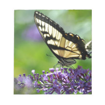 Yellow and Black Butterfly on Lavender