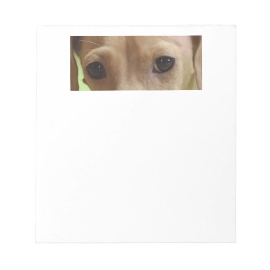 Bloc-note yeux crème dachshund (Devant)