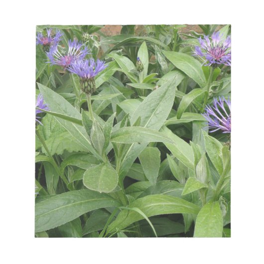 Bloc-notes Cornflowers (Devant)