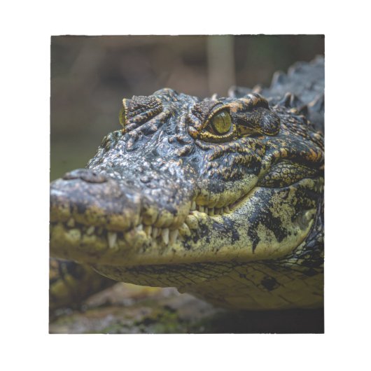 Bloc-notes Crocodile (Devant)