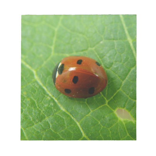 Bloc-notes Ladybug (Devant)