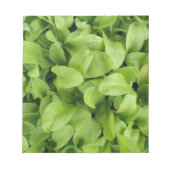 Bloc-notes Marigold Seedlings (Devant)