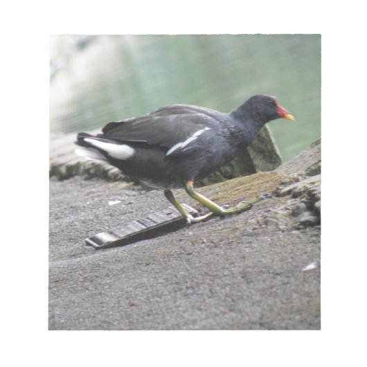 Bloc-notes Moorhen (Devant)