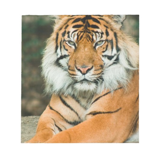 Bloc-notes orange Tiger (Devant)