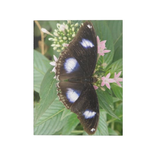 Bloc-notes papillon à points bleus (Tourné)