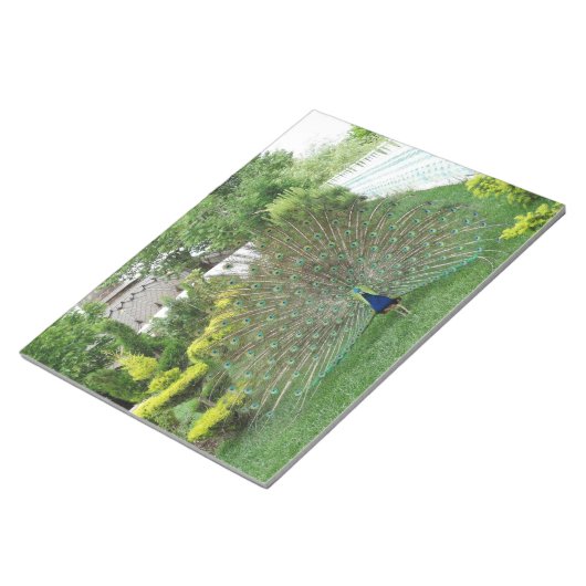 Bloc-notes photo Peacock (Incliné)