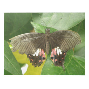 Bloc-notes Scarlet Swallowtail