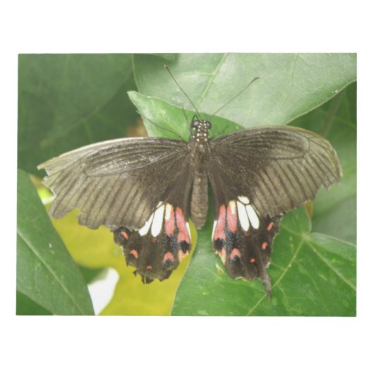 Bloc-notes Scarlet Swallowtail (Devant)
