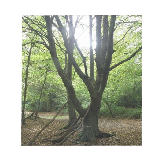 Bloc-notes Sunshine Woodland (Devant)
