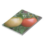 Bloc-notes tomates orange et rouge (Tourné)
