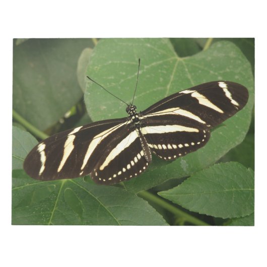 Bloc-notes Zebra Longwing Papillon (Devant)