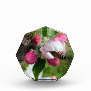 Bloc Photo Abeille dans une fleur de pommier rose Photo sur