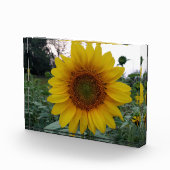 Bloc Photo Add Sunshine with This Bold Sunflower Photo Block (Droite)