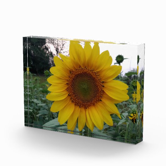 Bloc Photo Add Sunshine with This Bold Sunflower Photo Block (Droite)