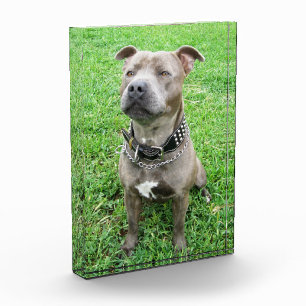 Bloc Photo Adulte Homme Staffordshire Bull Terrier