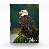 Bloc Photo Aigle américain perché (Devant)