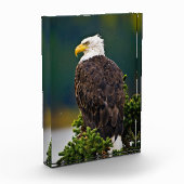 Bloc Photo Aigle américain perché (Gauche)