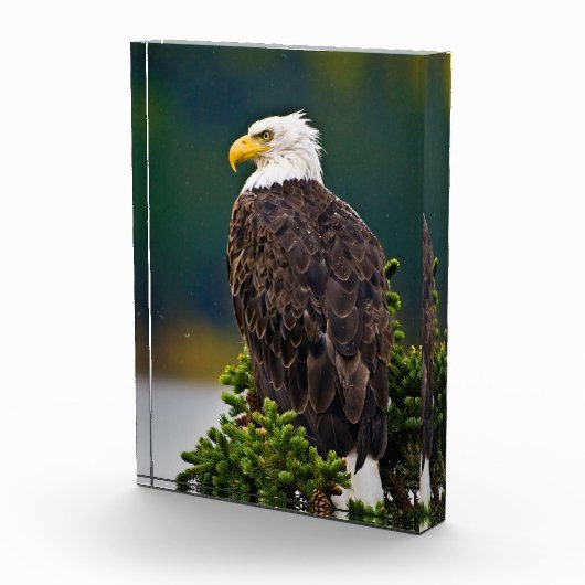 Bloc Photo Aigle américain perché (Droite)
