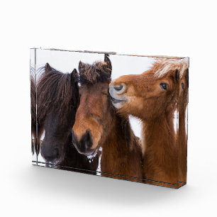 Bloc Photo Amis du cheval islandais, Islande