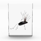 Bloc Photo Anatomie du placenta sciences de la santé poème ar (Devant)