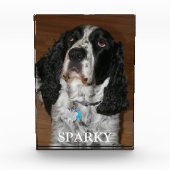 Bloc Photo Anglais Springer Spaniel Chien Portrait pour anima (Devant)