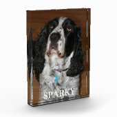 Bloc Photo Anglais Springer Spaniel Chien Portrait pour anima (Gauche)