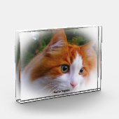 Bloc Photo Angora Cat (Gauche)