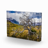 Bloc Photo Arbre brûlé, Torres del Paine, Chili (Droite)