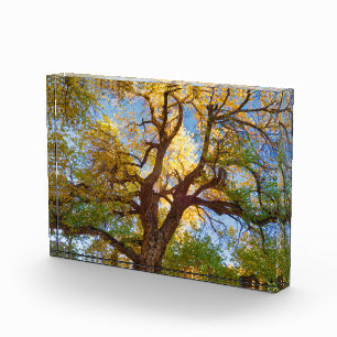 Bloc Photo Arbre de Cottonwood Parc national de Capitol Ree