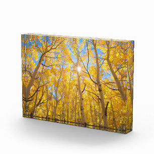 Bloc Photo Arbres d'Aspen Sierra Nevada Mountains, CA